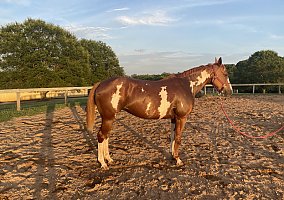 Warmblood (Warmblood, Mare) in Boiling Springs, SC
