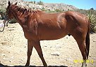 - Stallion in Morongo Valley, CA - Stallion in Morongo Valley, CA