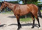 Lady - Mare in Naples, FL