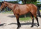 Thoroughbred - Horse for Sale in Naples, FL 34120 Thoroughbred - Horse for Sale in Naples, FL 34120