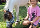 Paint - Horse for Sale in Englewood, FL 34224 Paint - Horse for Sale in Englewood, FL 34224