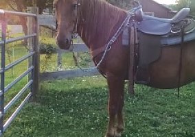 Missouri Fox Trotter (Missouri Fox Trotter, Gelding) in Saltsburg, PA