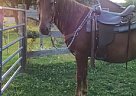 Missouri Fox Trotter - Horse for Sale in Saltsburg, PA 15681