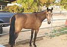 Mare for Sale Quarter Horse Mare