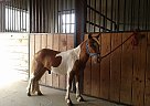 Miniature Stallion for Sale in Strasburg, Pennsylvania Miniature Stallion for Sale in Strasburg, Pennsylvania