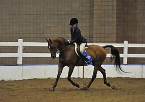 Arabian (Arabian, Mare) in Raymore, MO