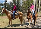 Quarter Horse - Horse for Sale in , TX 75752