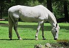 Seminole - Gelding in Yelm, WA Seminole - Gelding in Yelm, WA