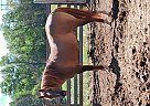 Quarter Horse - Horse for Sale in Stephen's city, VA 22655