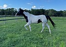 Paint - Horse for Sale in Englewood, FL 34224 Paint - Horse for Sale in Englewood, FL 34224