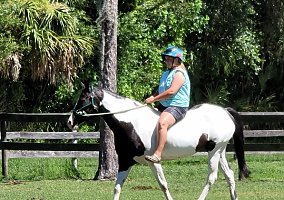 Paint (Paint, Mare) in Englewood, FL