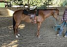 Appendix - Horse for Sale in Rancho Cordova, CA 95670