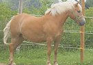 Haflinger - Horse for Sale in Massillon, OH 44647