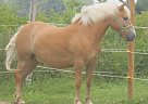 Haflinger - Horse for Sale in Massillon, OH 44647 Haflinger - Horse for Sale in Massillon, OH 44647