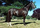 Dutch Warmblood - Horse for Sale in Graham, WA 98387