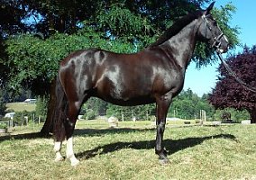 Warmblood (Warmblood, Mare) in Graham, WA