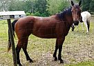 AQHA Registered bay Mare Quarter Horse Mare