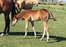 2019 APHA Solid Bay Colt Watch My Gun