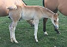 2019 APHA Solid Sorrel Colt Royal Diamond Dual