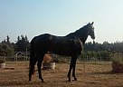 Thoroughbred - Horse for Sale in Graham, WA 98387