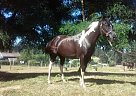 Arabian - Horse for Sale in Graham, WA 98387