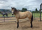 Mustang - Horse for Sale in Sequim, WA 98382