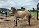 Mustang - Horse for Sale in Sequim, WA 98382 Mustang - Horse for Sale in Sequim, WA 98382