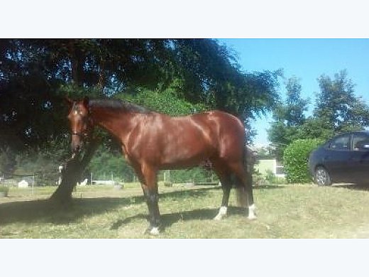 4 Year old Hungarian Warmblood Mare