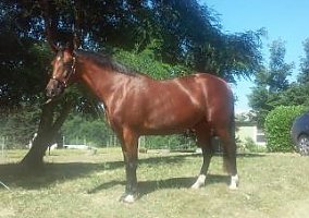 Warmblood (Warmblood, Mare) in Graham, WA