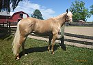 Quarter Horse - Horse for Sale in Harrow, ON n0r1g0