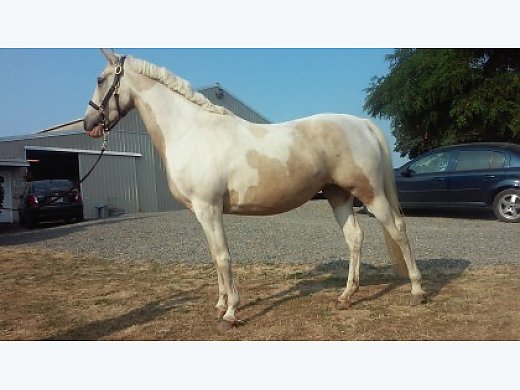5Yr. Paint nsh