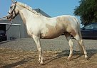 Paint - Horse for Sale in Graham, WA 98387