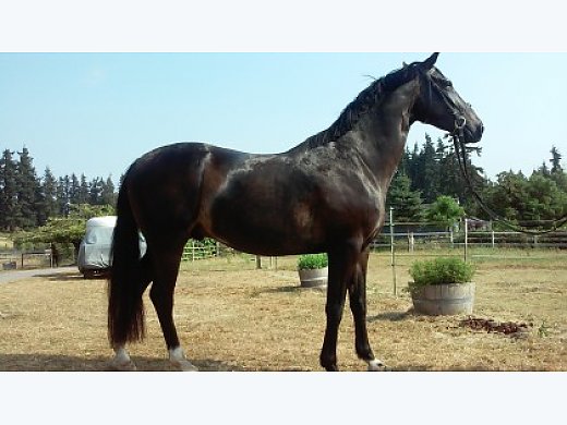 6 Year old Warmblood Gelding