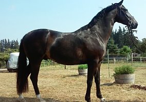 Hanoverian (Hanoverian, Gelding) in Graham, WA
