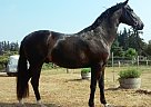 Hanoverian - Horse for Sale in Graham, WA 98387