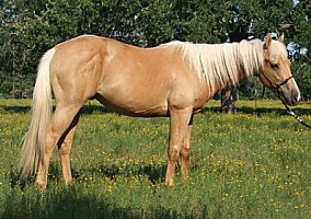 Topsail Whiz Bred Performance Prospect Quarter Horse Stallion