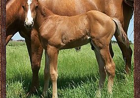 Smartest Little Pep & Pepto Rio Playboy Quarter Horse Stallion