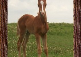 PG Gunpowder and I Could Too Quarter Horse Mare