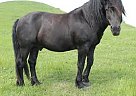 Purebred non-Registered Black Ca... Canadian Stallion