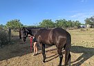 Quarter Horse - Horse for Sale in Llano, TX 78643