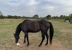 Quarter Horse (Quarter Horse, Mare) in Llano, TX