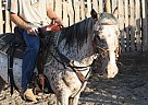Adorable Pony Of the Americas Ge... Marble