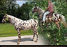 Appaloosa - Horse for Sale in Mount Vernon, KY 40403