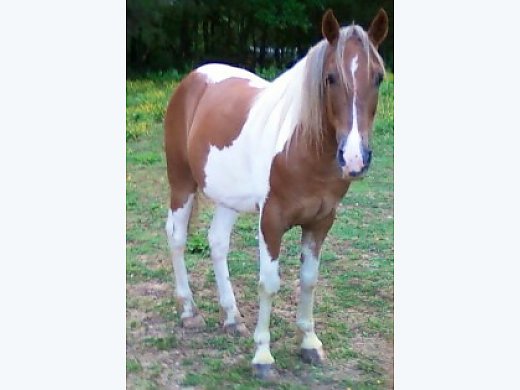 Beautiful Spotted Saddle Horse Gelding