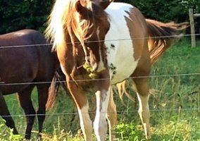 Spotted Saddle Horse (Spotted Saddle Horse, Gelding) in Clinton, TN