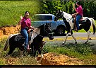 Tennessee Walking - Horse for Sale in , TX 75752