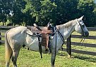 Tarzan - Gelding in Henderson, KY Tarzan - Gelding in Henderson, KY