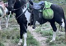 Gus - Gelding in Bend, OR Gus - Gelding in Bend, OR