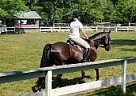 Quarter Horse - Horse for Sale in Rochester, MA 02770