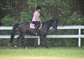 Quarter Horse (Quarter Horse, Gelding) in Rochester, MA